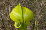 Yellow pitcherplant